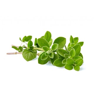 Marjoram Oil